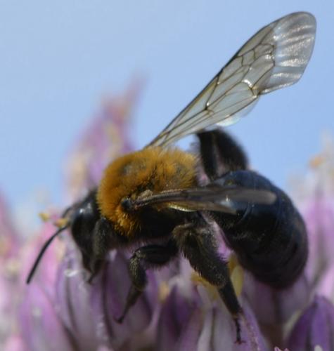 Réf. 209 591 : Andrena thoracica